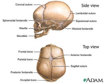 Anterior and posterior fontanels.jpg